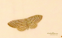 Scopula umbilicata