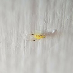 Monellia microsetosa