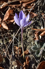 Crocus speciosus
