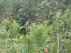 Leonotis leonurus