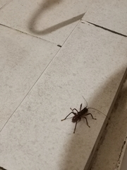 Gryllacrididae