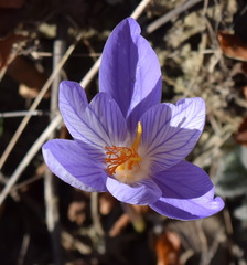 Crocus speciosus