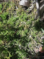 Delosperma inconspicuum
