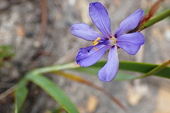 Aristea africana