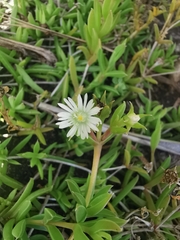 Delosperma inconspicuum