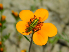 Ochraethes cinereolus