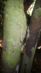 Lygodactylus heterurus heterurus
