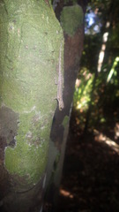 Lygodactylus heterurus heterurus