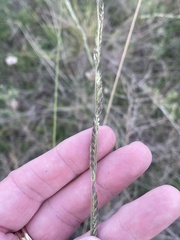 Eriochloa sericea