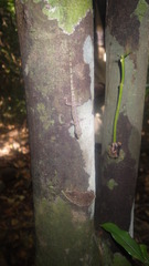 Lygodactylus heterurus heterurus