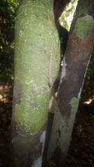 Lygodactylus heterurus heterurus