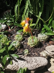 Echeveria elegans