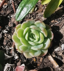 Echeveria elegans