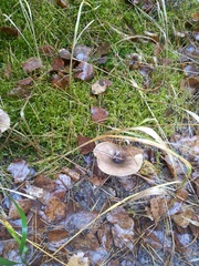 Hygrophorus hypothejus