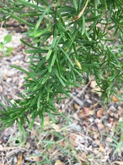 Asparagus aethiopicus