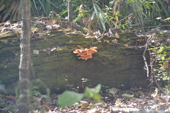 Laetiporus