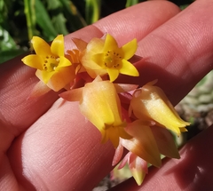 Echeveria elegans