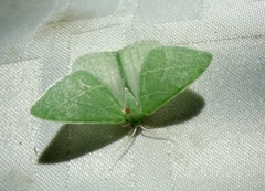 Synchlora pectinaria
