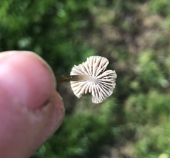 Mycena leptocephala