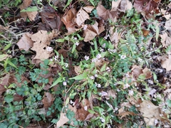 Persicaria pensylvanica