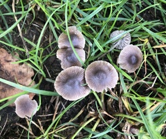 Mycena leptocephala