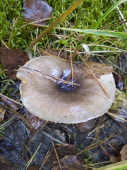 Hygrophorus hypothejus