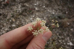 Pimpinella tragium