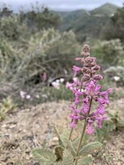Stachys bullata