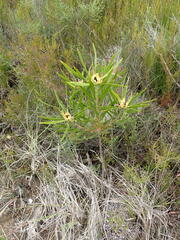 Leucadendron eucalyptifolium