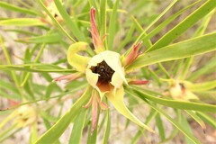 Leucadendron eucalyptifolium