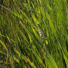 Disa obtusa hottentotica