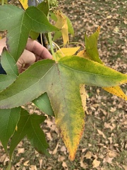 Liquidambar