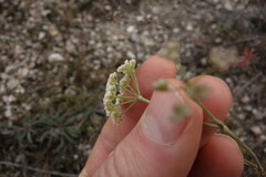 Pimpinella tragium