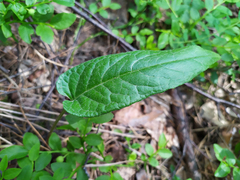 Saussurea controversa