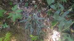 Lygodium lanceolatum