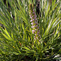 Disa obtusa hottentotica
