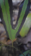 Lygodium lanceolatum