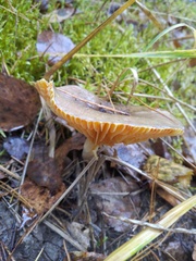 Hygrophorus hypothejus