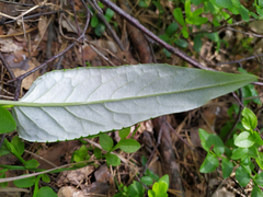 Saussurea controversa