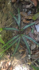 Lygodium lanceolatum