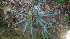 Lygodium lanceolatum