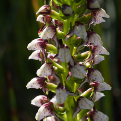 Disa obtusa hottentotica