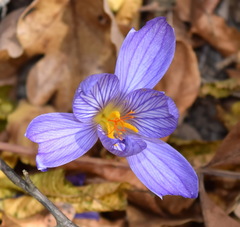 Crocus speciosus
