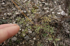 Pimpinella tragium