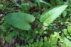 Saussurea controversa