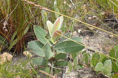 Protea aurea aurea
