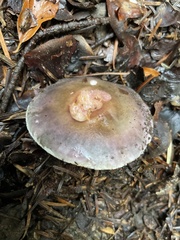 Russula cyanoxantha