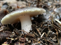 Russula cyanoxantha