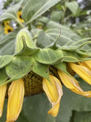 Scythris trivinctella