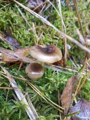 Hygrophorus hypothejus